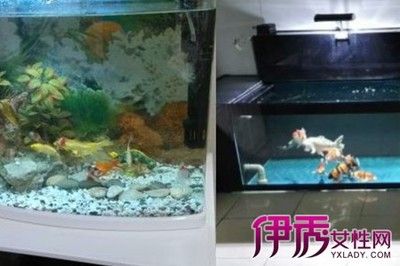 60公分的魚缸養(yǎng)幾條錦鯉：60公分的魚缸適合養(yǎng)幾條錦鯉？