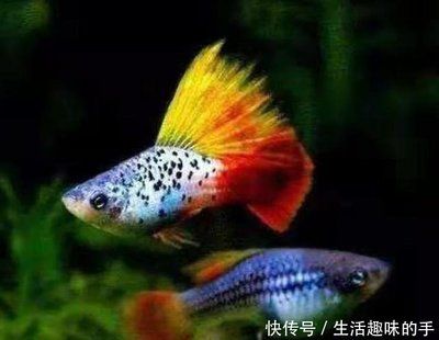 龍魚能吃孔雀魚嗎怎么喂養(yǎng)