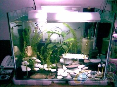 水族館加盟找祥龍魚場：馬來西亞祥龍魚場加盟 龍魚百科 第3張