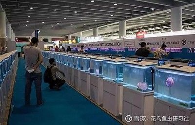 2024年水族展會(huì)時(shí)間及地點(diǎn)：2024年兩個(gè)與水族相關(guān)的展會(huì)時(shí)間和地點(diǎn) 魚缸百科 第2張