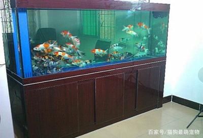 60cm的魚(yú)缸能養(yǎng)錦鯉嗎