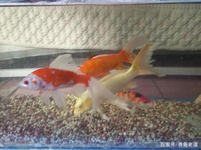 60cm的魚(yú)缸能養(yǎng)錦鯉嗎