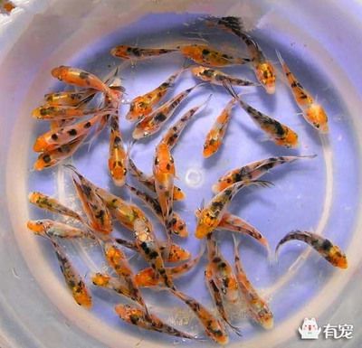 9條錦鯉要多大魚缸才能養(yǎng)活：養(yǎng)錦鯉的魚缸大小需要考慮多個(gè)因素，包括錦鯉的大小和數(shù)量