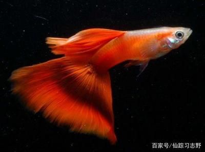 9條錦鯉要多大魚缸才能養(yǎng)活：養(yǎng)錦鯉的魚缸大小需要考慮多個(gè)因素，包括錦鯉的大小和數(shù)量