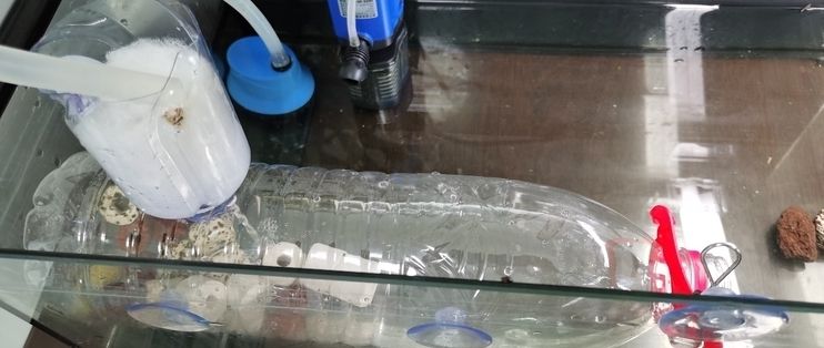 5l礦泉水瓶做魚缸多少錢合適：制作一個(gè)5l的礦泉水瓶魚缸的成本