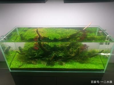 35的魚缸怎么造景：35厘米的魚缸造景技巧