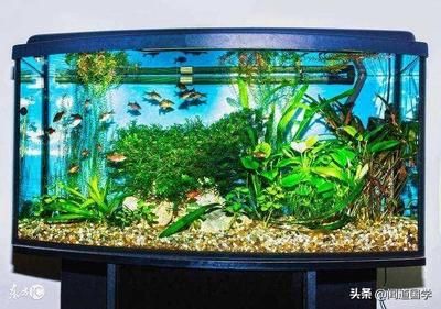 龍魚(yú)翹嘴還是平嘴好釣：龍魚(yú)翹嘴和平嘴哪種更好釣？