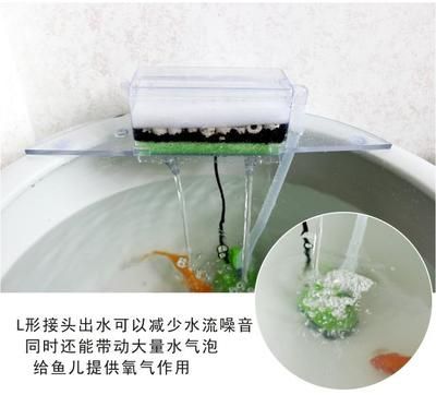 龍魚水溫多少度最好喂食：龍魚水溫多少度最好喂食龍魚水溫多少度最好