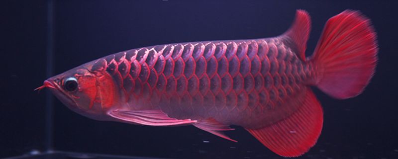 龍魚(yú)手術(shù)后不吃東西可以嗎：龍魚(yú)手術(shù)后一段時(shí)間不吃東西可能是正常的恢復(fù)現(xiàn)象