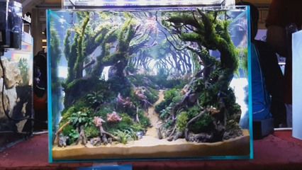 30×20魚缸造景：30×20魚缸造景之水草搭配