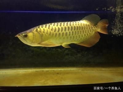 龍魚發(fā)色期：關(guān)于龍魚發(fā)色期的一些小知識 龍魚百科 第3張