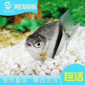 細(xì)線銀板魚苗批發(fā)：關(guān)于細(xì)線銀板魚苗批發(fā)和貨源基地的一些信息 龍魚百科 第2張