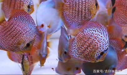 60的魚缸適合養(yǎng)幾條神仙魚：一個60厘米長的神仙魚可以養(yǎng)大約216條神仙魚