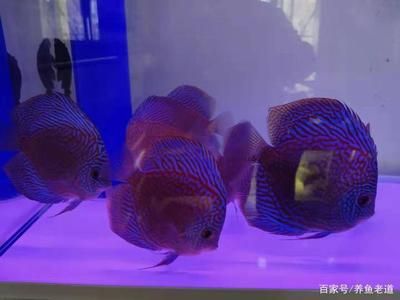 60的魚缸適合養(yǎng)幾條神仙魚：一個60厘米長的神仙魚可以養(yǎng)大約216條神仙魚