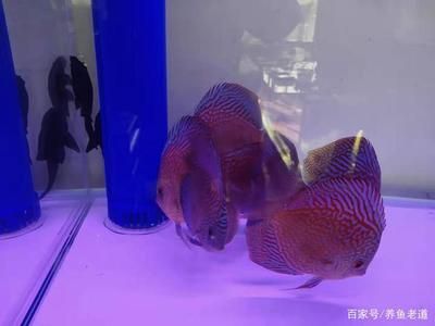 60的魚缸適合養(yǎng)幾條神仙魚：一個60厘米長的神仙魚可以養(yǎng)大約216條神仙魚