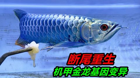 金龍魚(yú)斷尾怎么辦?。宏P(guān)于金龍魚(yú)斷尾的問(wèn)題 龍魚(yú)百科 第2張