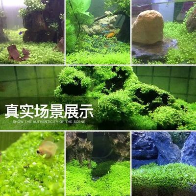 804545的魚缸用多少水草泥：80,45的魚缸使用水草泥使用水草泥的推薦用量