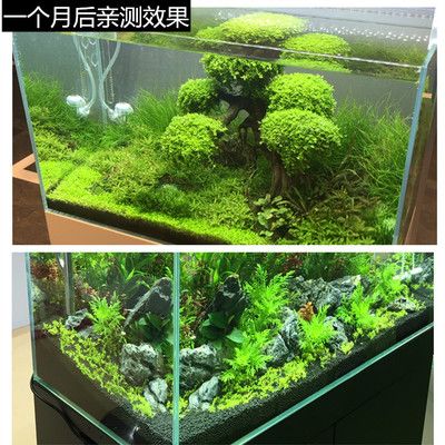 804545的魚(yú)缸用多少水草泥：80,45的魚(yú)缸使用水草泥使用水草泥的推薦用量 魚(yú)缸百科 第4張