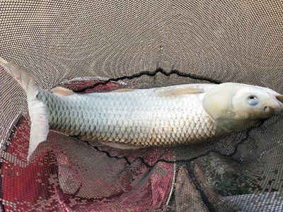 10條魚需要多大的魚缸呢：蘇州洪發(fā)水族用品有限公司專注于水族用品有限公司