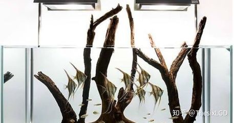 70高魚缸適合什么造景：70高魚缸適合的造景方案