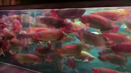 紅龍魚視頻解說文案：紅龍魚紅龍魚視頻解說文案