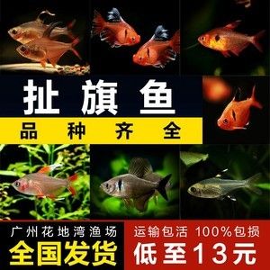 龍魚至少需要多大的魚缸才能養(yǎng)：龍魚養(yǎng)殖的常見問題龍魚養(yǎng)殖技巧龍魚養(yǎng)殖的注意事項(xiàng)