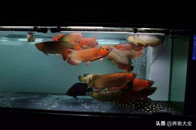 龍魚論壇有什么好文章 龍魚百科 第3張