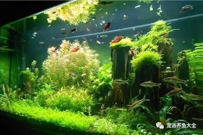 90魚缸造景：90厘米魚缸造景指南 魚缸百科 第4張