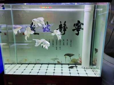 30cm的魚缸可以養(yǎng)蝴蝶鯉嗎圖片：30cm的魚缸不適合養(yǎng)蝴蝶鯉，養(yǎng)殖蝴蝶鯉需要注意什么 魚缸百科 第4張