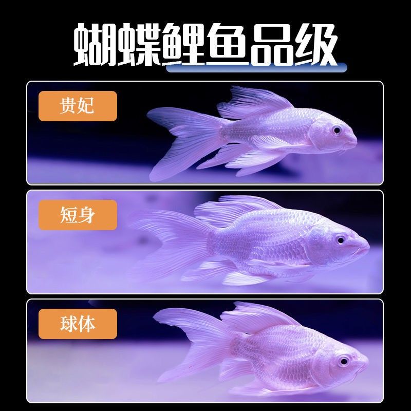 30cm的魚缸可以養(yǎng)蝴蝶鯉嗎圖片：30cm的魚缸不適合養(yǎng)蝴蝶鯉，養(yǎng)殖蝴蝶鯉需要注意什么