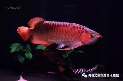 什么龍魚長得最小最好看：十大最漂亮的龍魚品種包括血紅龍、辣椒紅龍、橙紅龍、橙紅龍