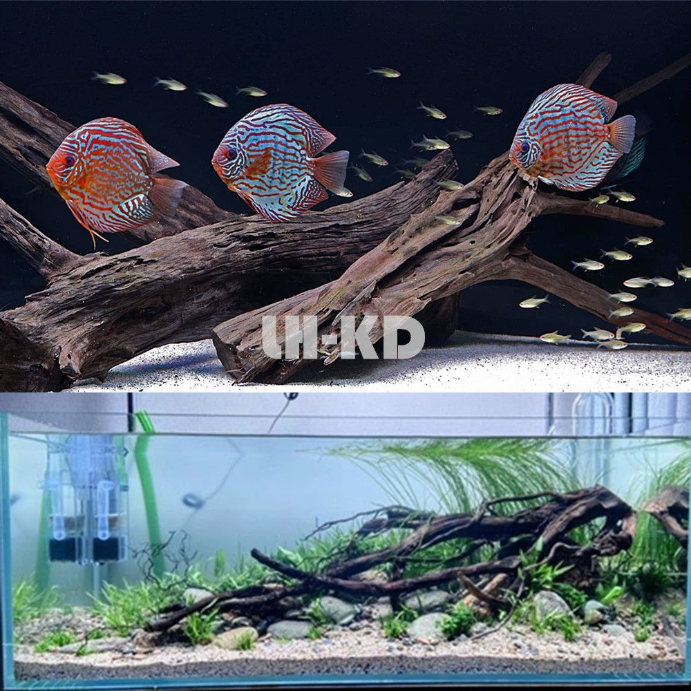 800的魚缸能養(yǎng)幾條七彩魚：800的魚缸養(yǎng)七彩魚的注意事項(xiàng) 魚缸百科 第4張