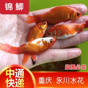 小活魚怎么處理才能喂龍魚：龍魚喂養(yǎng)的注意事項(xiàng)