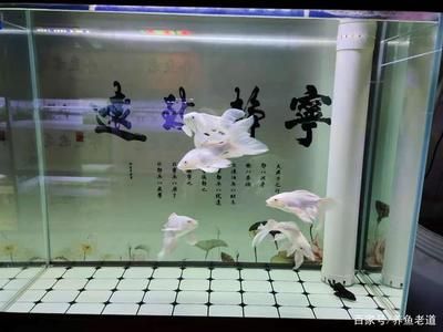 90的魚缸能養(yǎng)幾條蝴蝶鯉：90厘米長度的魚缸可能適合養(yǎng)殖1到2條蝴蝶鯉