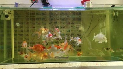 120魚缸能養(yǎng)多大的錦鯉呢：錦鯉魚缸養(yǎng)殖密度與魚缸大小的關(guān)系