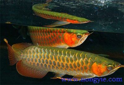 最漂亮的紅龍魚(yú)品種排名榜：十大最漂亮的紅龍魚(yú)品種排名榜：血紅龍魚(yú)品種排名 龍魚(yú)百科 第3張