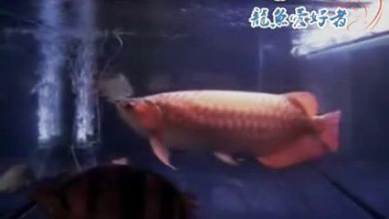 各種龍魚的視頻：龍魚種類龍魚種類