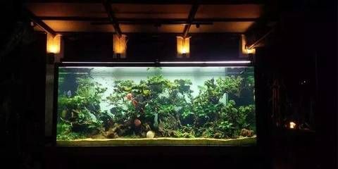 4米魚缸造景：4米魚缸造景的基本步驟