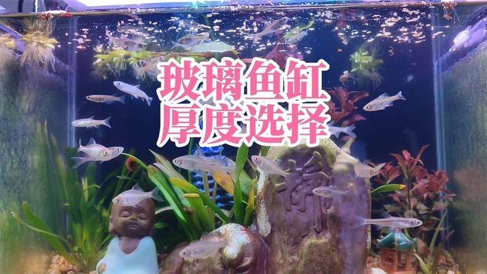 1米長40公分寬的魚缸總多厚玻璃：如何計(jì)算魚缸玻璃厚度 魚缸百科