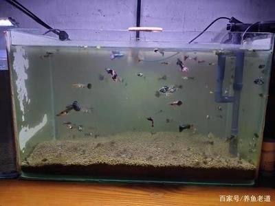 50魚缸是多大：50厘米的魚缸尺寸與50厘米的魚缸養(yǎng)殖注意事項及注意事項