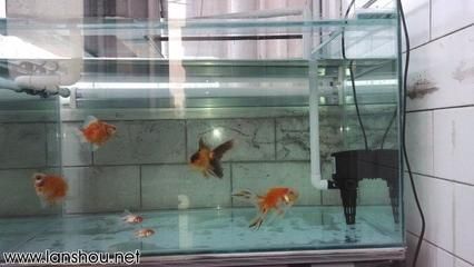 50魚缸是多大：50厘米的魚缸尺寸與50厘米的魚缸養(yǎng)殖注意事項(xiàng)及注意事項(xiàng) 魚缸百科 第4張