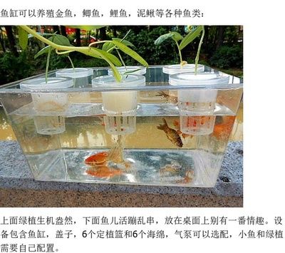 40厘米寬的魚缸養(yǎng)什么魚好看：40厘米寬的魚缸適合養(yǎng)什么魚？ 魚缸百科 第4張