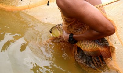 小金龍魚掉鱗片了怎么辦：小金龍魚掉鱗怎么辦