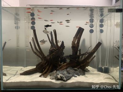 60厘米魚缸造景：60厘米的魚缸造景的注意事項(xiàng) 魚缸百科 第3張