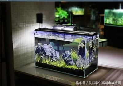 60厘米魚缸造景：60厘米的魚缸造景的注意事項(xiàng) 魚缸百科 第1張