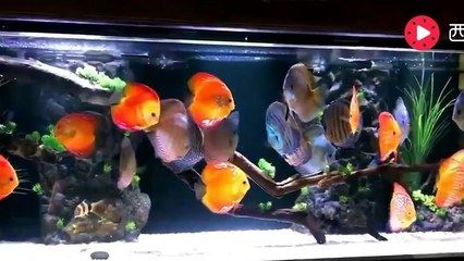 60厘米的魚缸能養(yǎng)幾條七彩神仙魚？：60厘米的七彩神仙魚適合養(yǎng)殖3-4條七彩神仙魚 魚缸百科 第2張