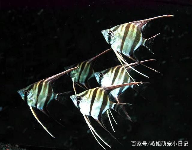 80魚缸養(yǎng)幾條秘魯神仙魚好：80的魚缸適合養(yǎng)2-3條成年秘魯神仙魚