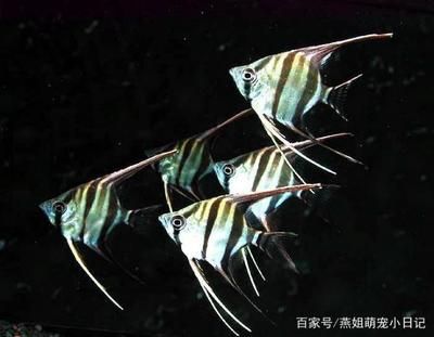 80魚缸養(yǎng)幾條秘魯神仙魚好：80的魚缸適合養(yǎng)2-3條成年秘魯神仙魚