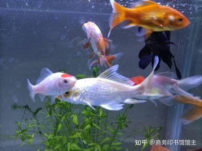 60的魚缸適合養(yǎng)多大的魚：60厘米的魚缸適合養(yǎng)什么樣的魚 魚缸百科 第1張