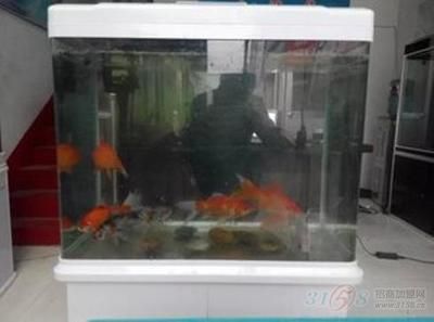 380的魚缸適合養(yǎng)什么魚：380魚缸適合養(yǎng)什么樣的魚？